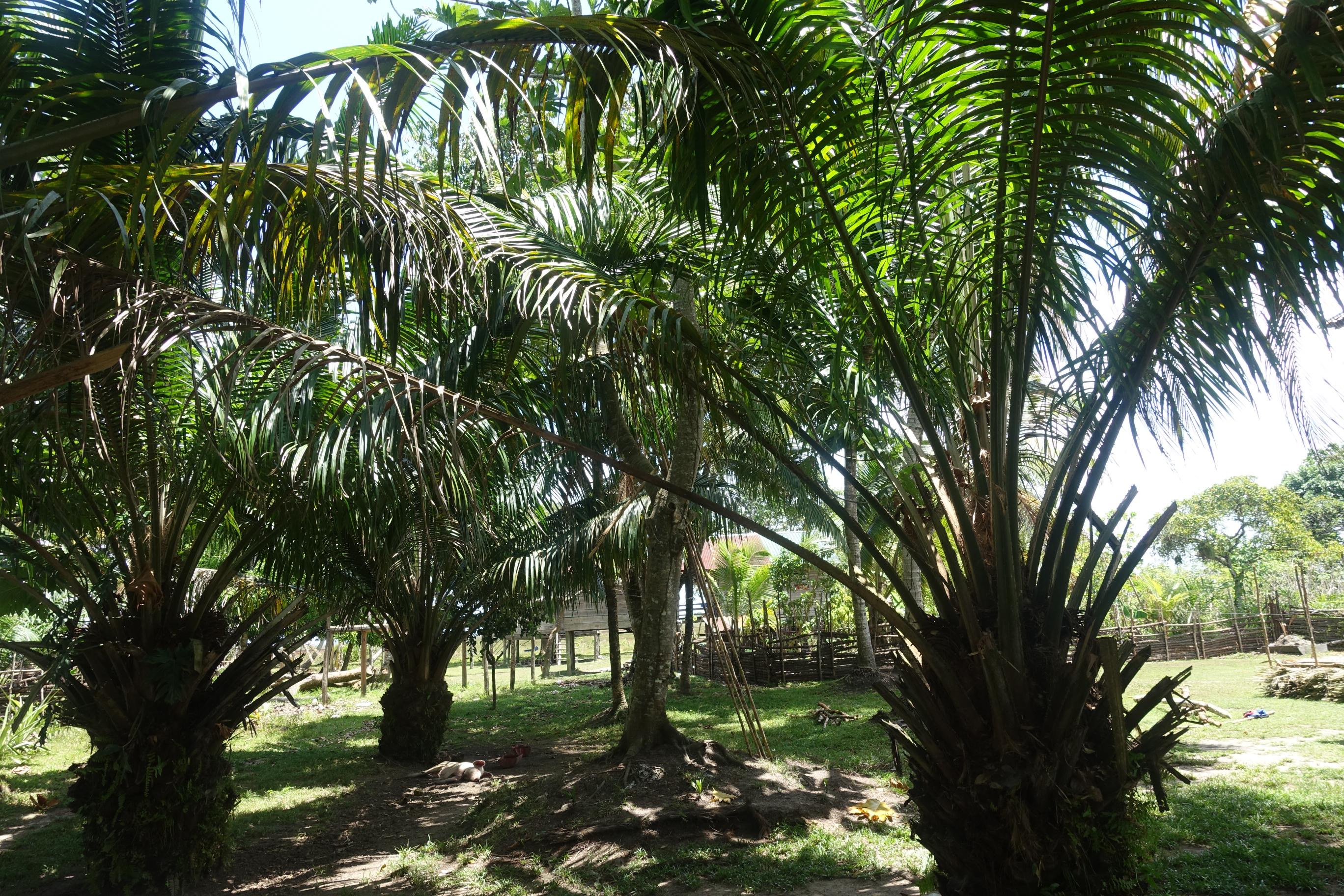 La Moskitia, Honduras, source of Batanaful batana oil